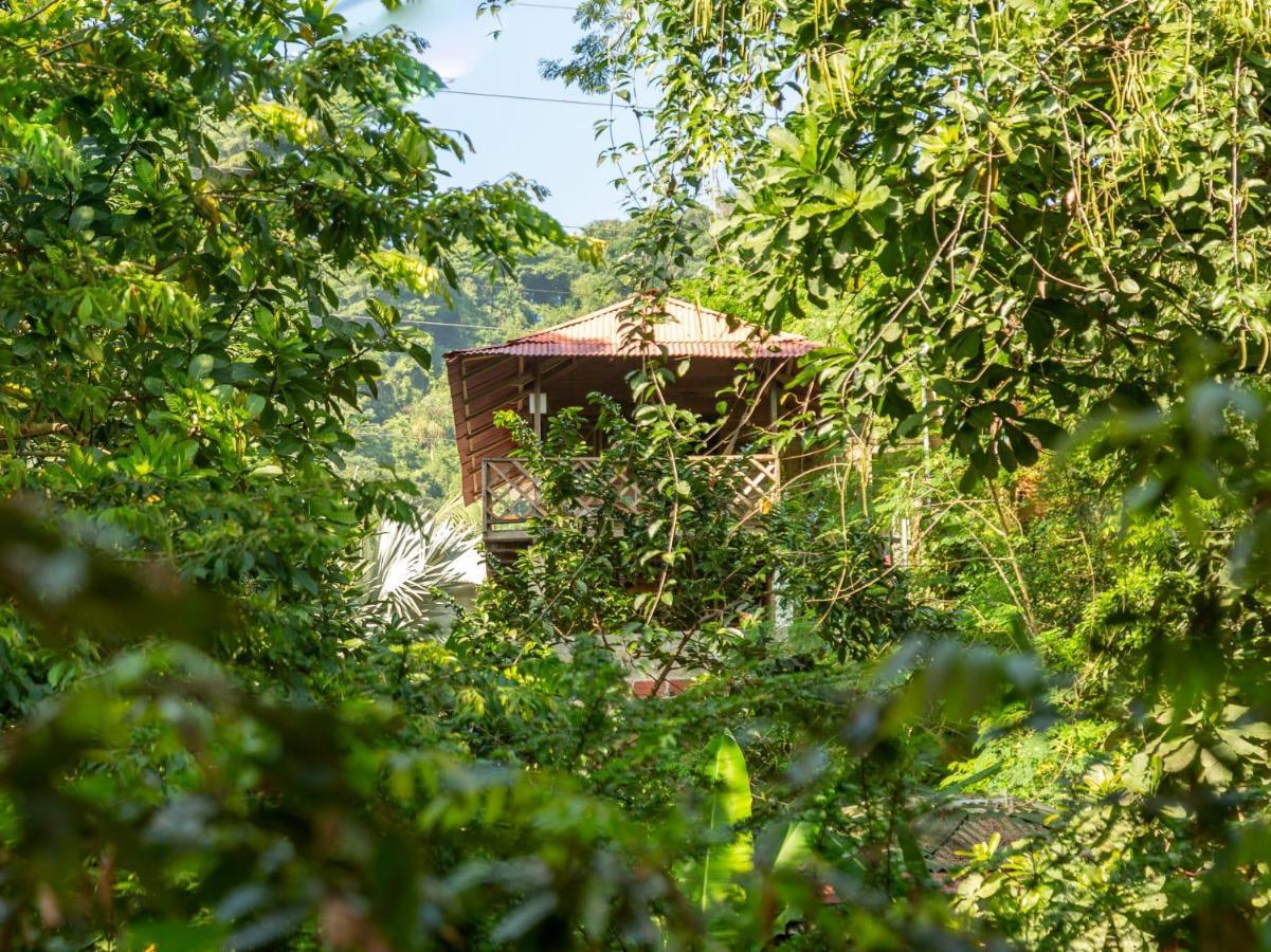 אל סאינו Deep Forest Posadas Ecoturisticas מראה חיצוני תמונה
